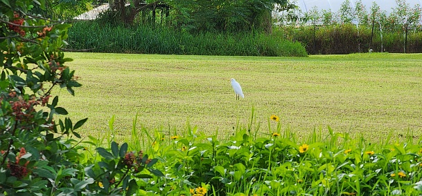 A picture of a white bird in Hawaii