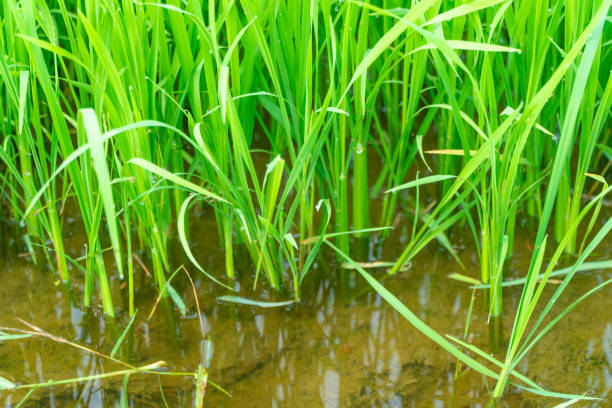 istock Wet rice plants are growing in the sowing stage 1498296762