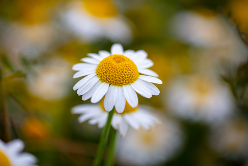 A daisy flower in the plain.