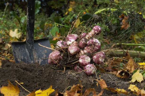 istock Harvesting Jerusalem artichoke from the soil with shovel 1498298993