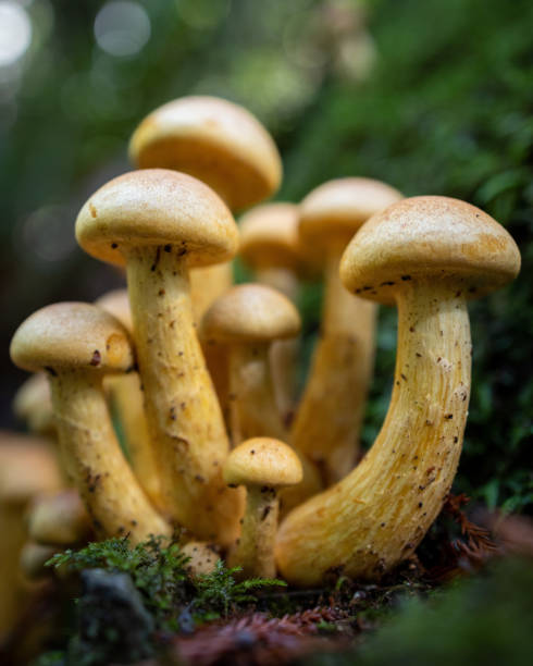 istock Mushrooms Redwood National Park 1498299284