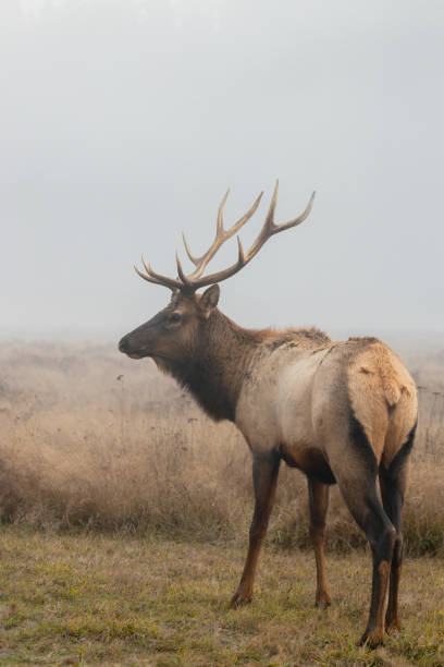 istock Elk Redwood National Park 1498299509