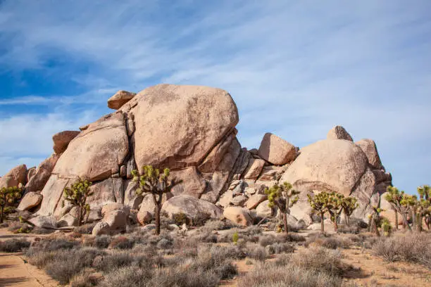 Unique giant rock formations and ancient trees of Joshua Tree National Park