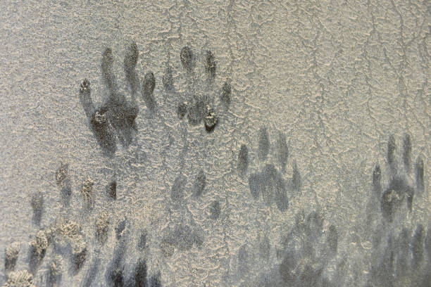 istock Cat footprints or paw print on a dirty car. 1498300413