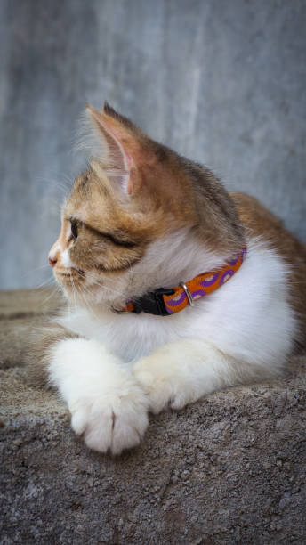 istock Tricolor Paws: The Adorable Charm of a Three-Colored Cat 1498300930