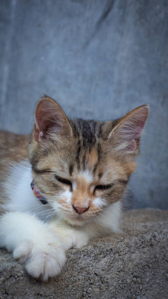 istock Tricolor Paws: The Adorable Charm of a Three-Colored Cat 1498300940