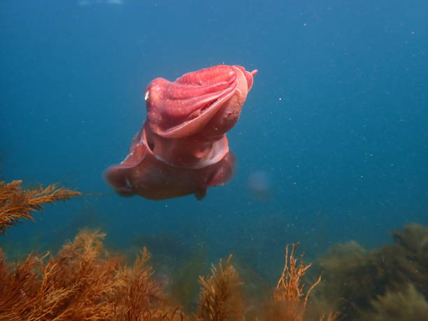 istock Giant Australian cuttlefish swimming 1498301872