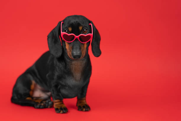 Dog in heart sunglasses on red background image of passion love, Valentine Day stock photo