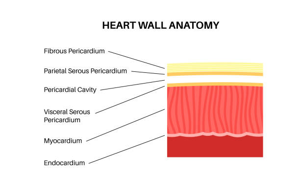 70+ Heart Anatomy Labeled Stock Photos, Pictures & Royalty-Free Images