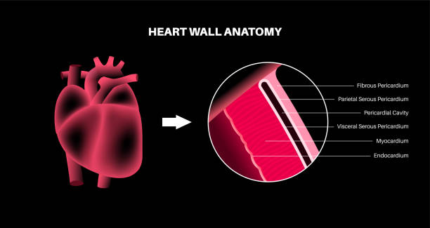 100+ Heart Anatomy Labeled Stock Photos, Pictures & Royalty-Free Images