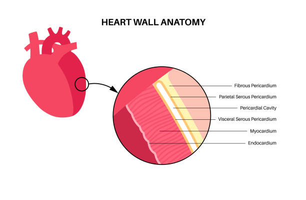 100+ Heart Anatomy Labeled Stock Photos, Pictures & Royalty-Free Images