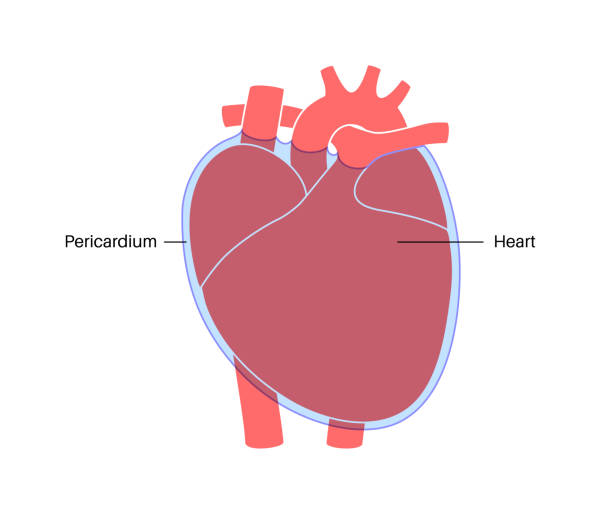 100+ Heart Anatomy Labeled Stock Photos, Pictures & Royalty-Free Images