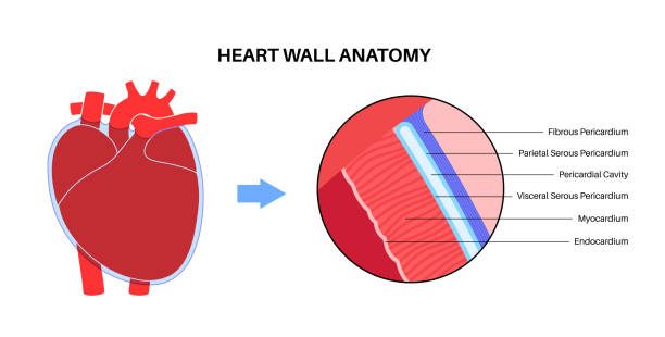 100+ Heart Anatomy Labeled Stock Photos, Pictures & Royalty-Free Images