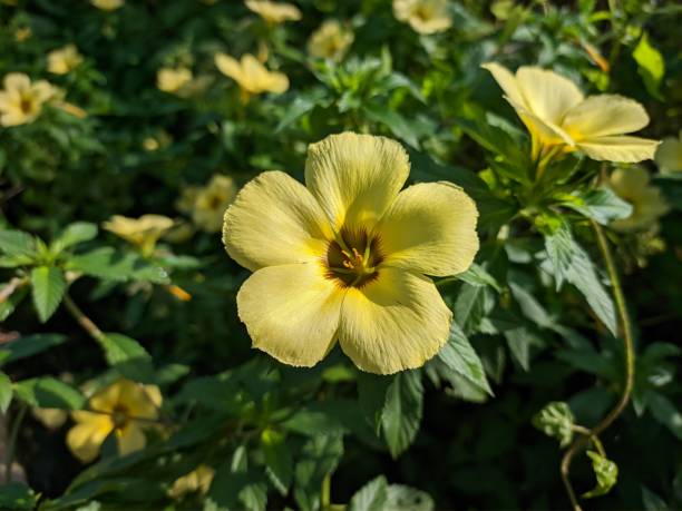 istock Damiana Flower In The Morning 1498304170