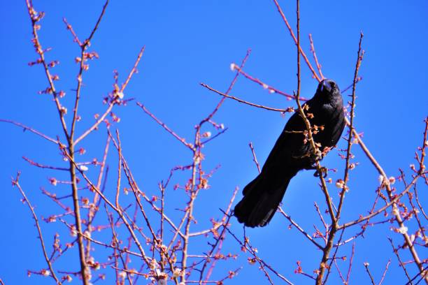 istock One black glossy hazel crow perched on a plum tree looking straight ahead against a blue sky. 1498304562