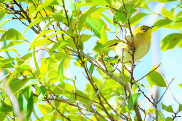 青空の下で新緑のバナナ低木の枝を見上げる小鳥、日本の白い目
