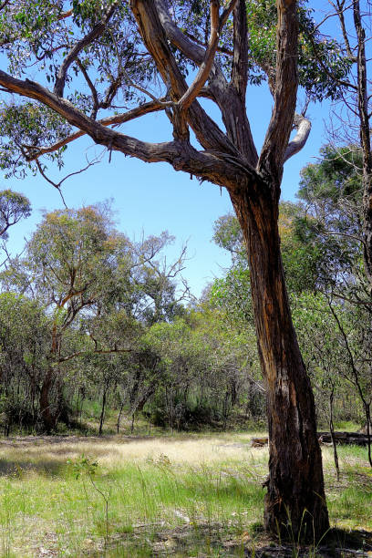 istock Lal Lal, Victoria, Australia 1498305753