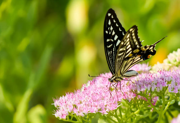istock A black and white Eastern Tiger Swallowtail nectaring on purple hylotelephium flower. 1498307016