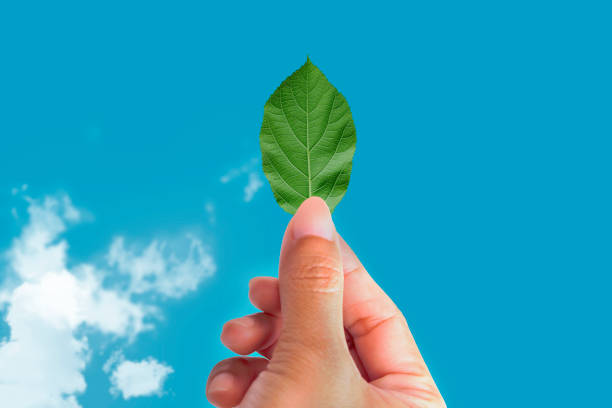istock Hand holding a green leaf on blue sky background. Save nature concept 1498307481