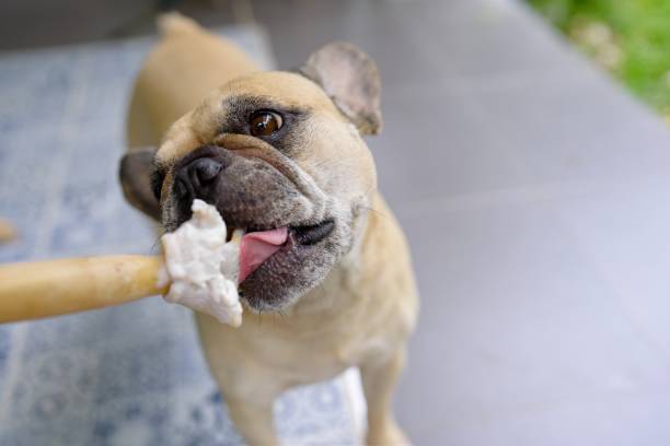 istock French bulldog enjoy eating rawhide indoor. 1498308733