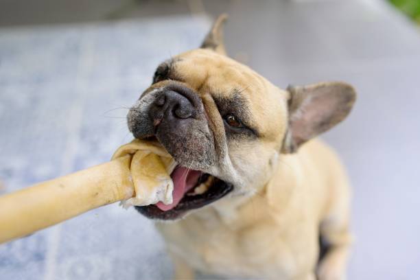 istock French bulldog enjoy chewing rawhide indoor. 1498308734