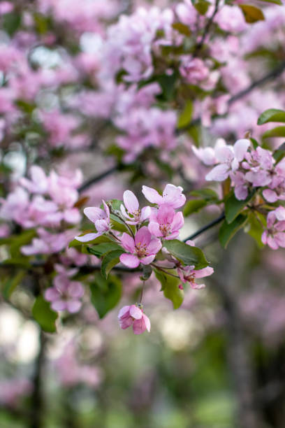 istock Pink  flowers  tree  bautiful Blossom  sping time 1498309451