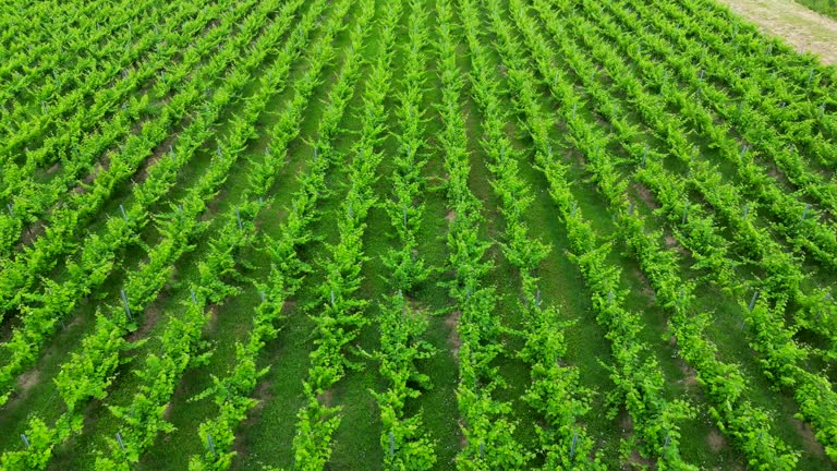 Aerial view of Bordeaux vineyards in spring with lush vegetation