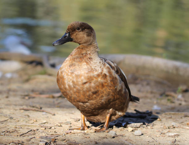 istock Brown mallard duck bird standing on the water's edge 1498315231