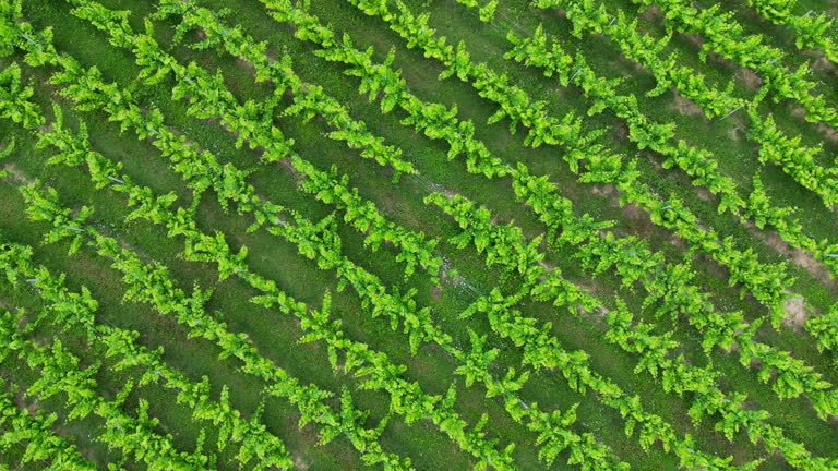 Aerial view of Bordeaux vineyards in spring with lush vegetation