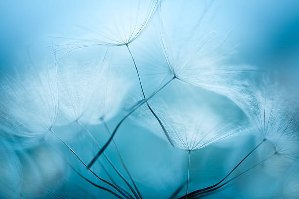 Dandelion seed Dandelion seed, shallow DOF pappus stock pictures, royalty-free photos & images