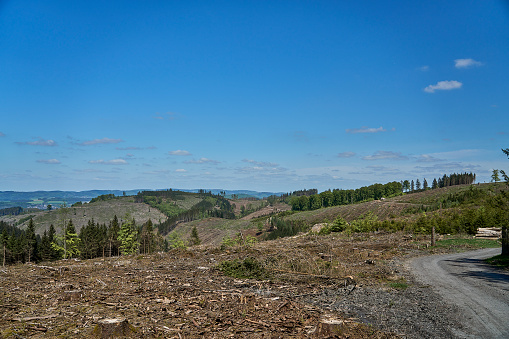 heavy deforestation after a long drought and damage through a large population of bark beetle, causing big losses for the forestry industry in the Rothaarsteig mountains of the Sauerland in Germany.