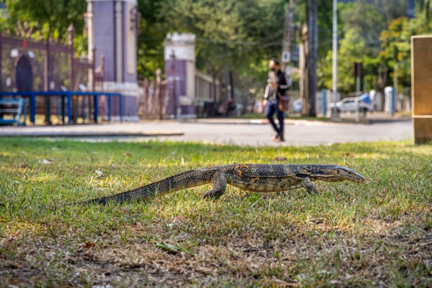 아시아 물 모니터, varanus salvator, 공공 공원 - water monitor 뉴스 사진 이미지