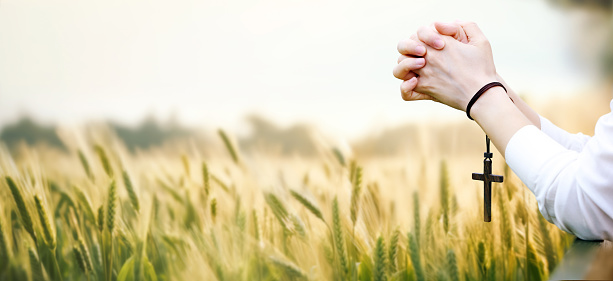 Praying christian and cross and thanksgiving and thanksgiving barley and barley field background concept