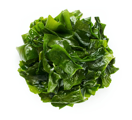 top view overhead flat lay wakame konbu alga Laminaria Kelp Seaweed Isolated on White Background. Laminaria konbu alga Kelp Seaweed Isolated. fresh Laminaria konbu alga Kelp Seaweed wakame