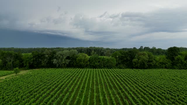 Storm clouds over Bordeaux vineyards in spring