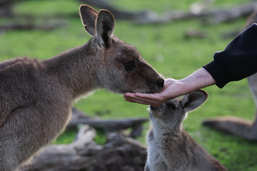 Close up image of a human hand feeding a kangaroo. Victoria, Australia.