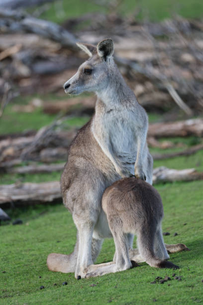 kangourou avec joey feeding - joey kangaroo young animal feeding photos et images de collection