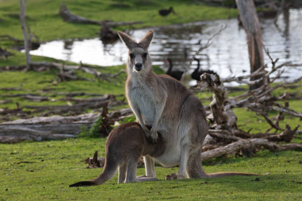 joey se nourrissant de kangourou femelle adulte - joey kangaroo young animal feeding photos et images de collection