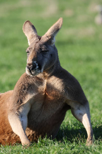 istock Large Male Red Kangaroo 1498318489