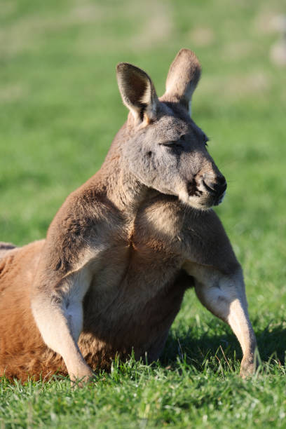 istock Large Male Red Kangaroo 1498318494