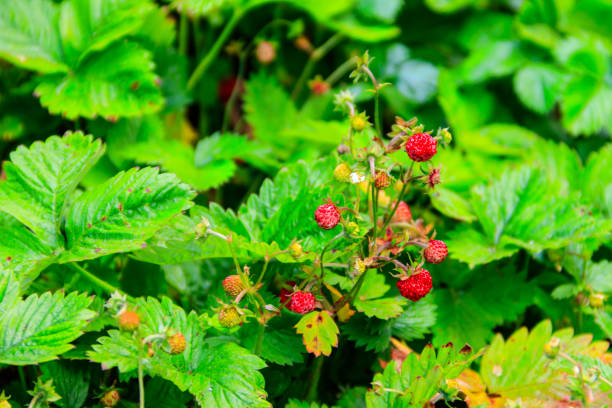 istock Ripe red wild strawberries in a forest 1498319637