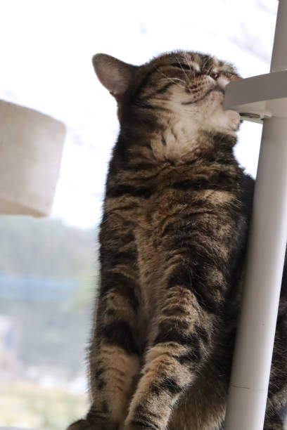 istock Cat Tower Jaw Scratching Cat, American Shorthair. 1498320718
