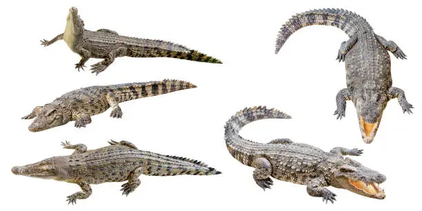 Photo of Collection set crocodile isolated on white background with clipping path