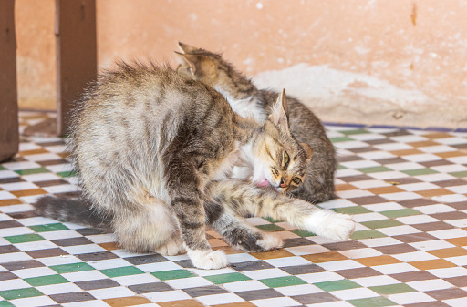 Mixed Breed Cat on Tiled Floor at Medina District in Marrakesh, Morocco