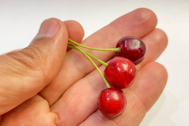 istock Cherries in hand on a white background. 1498321097
