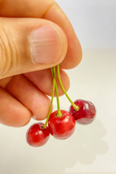 istock Cherries in hand on a white background. 1498321199