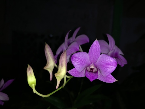photos of purple orchids on the home page