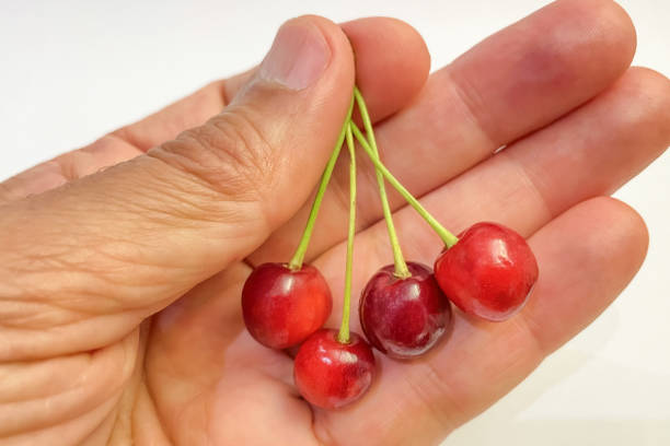 istock Cherries in hand on a white background. 1498321324