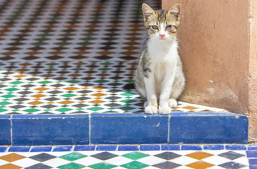 Mixed Breed Shorthair Kitten on Tiled Floor at Medina District in Marrakesh, Morocco