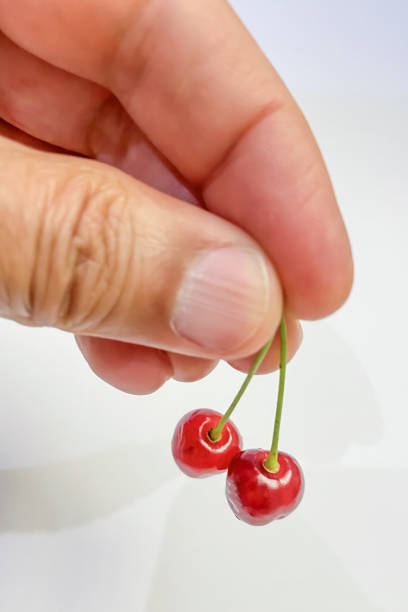 istock Cherries in hand on a white background. 1498321357